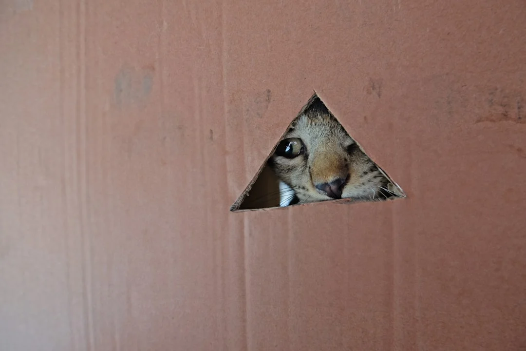 Cat Plafon Pvc