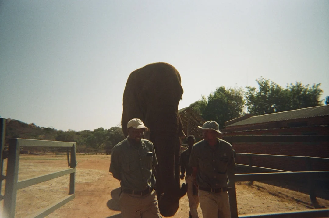 Distributor Plafon Pvc Elephant