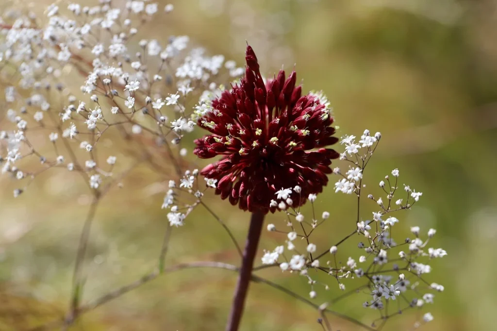Partisi Gypsum Kamar Tidur