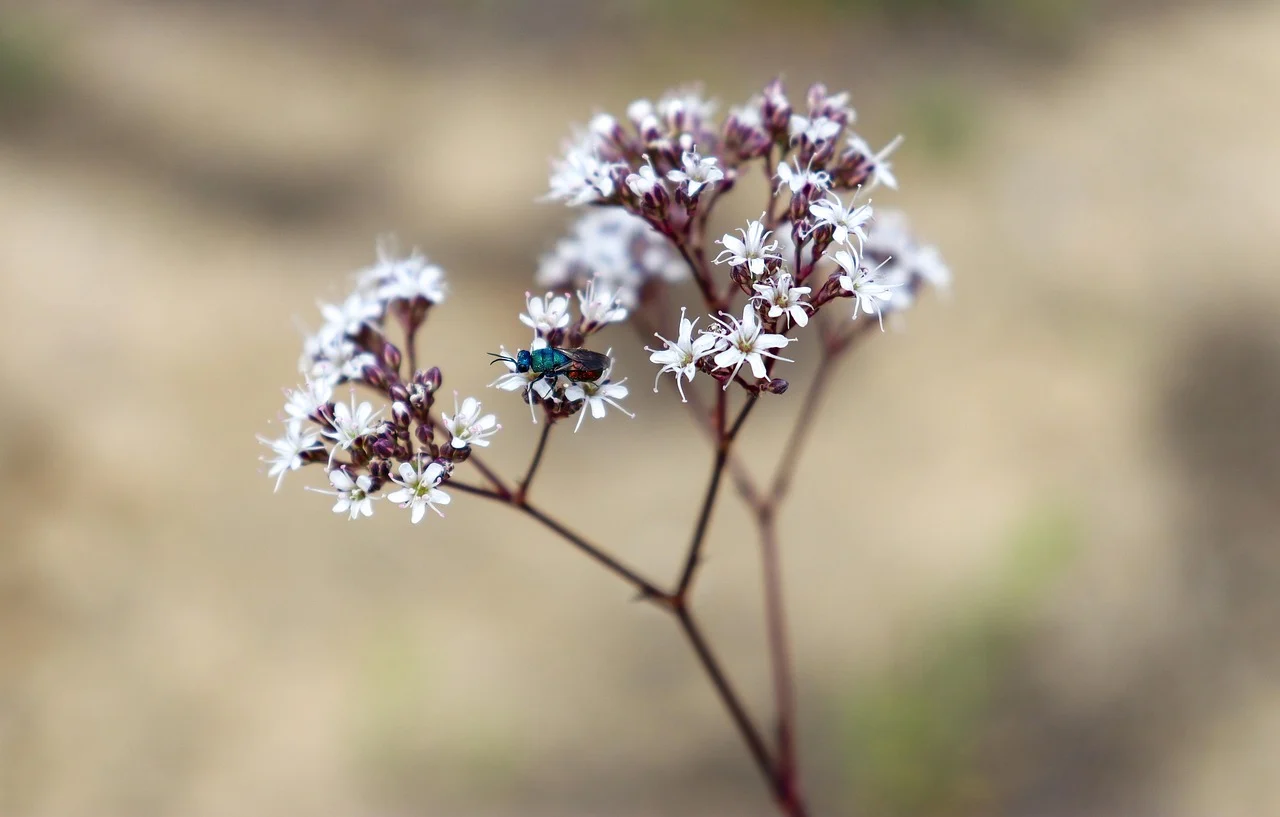 Partisi Gypsum Vs Kalsiboard