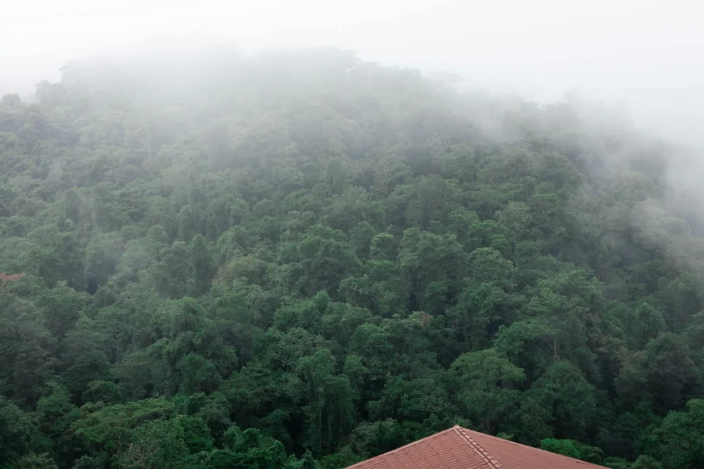 Rain City Humid House Bogor Landscape