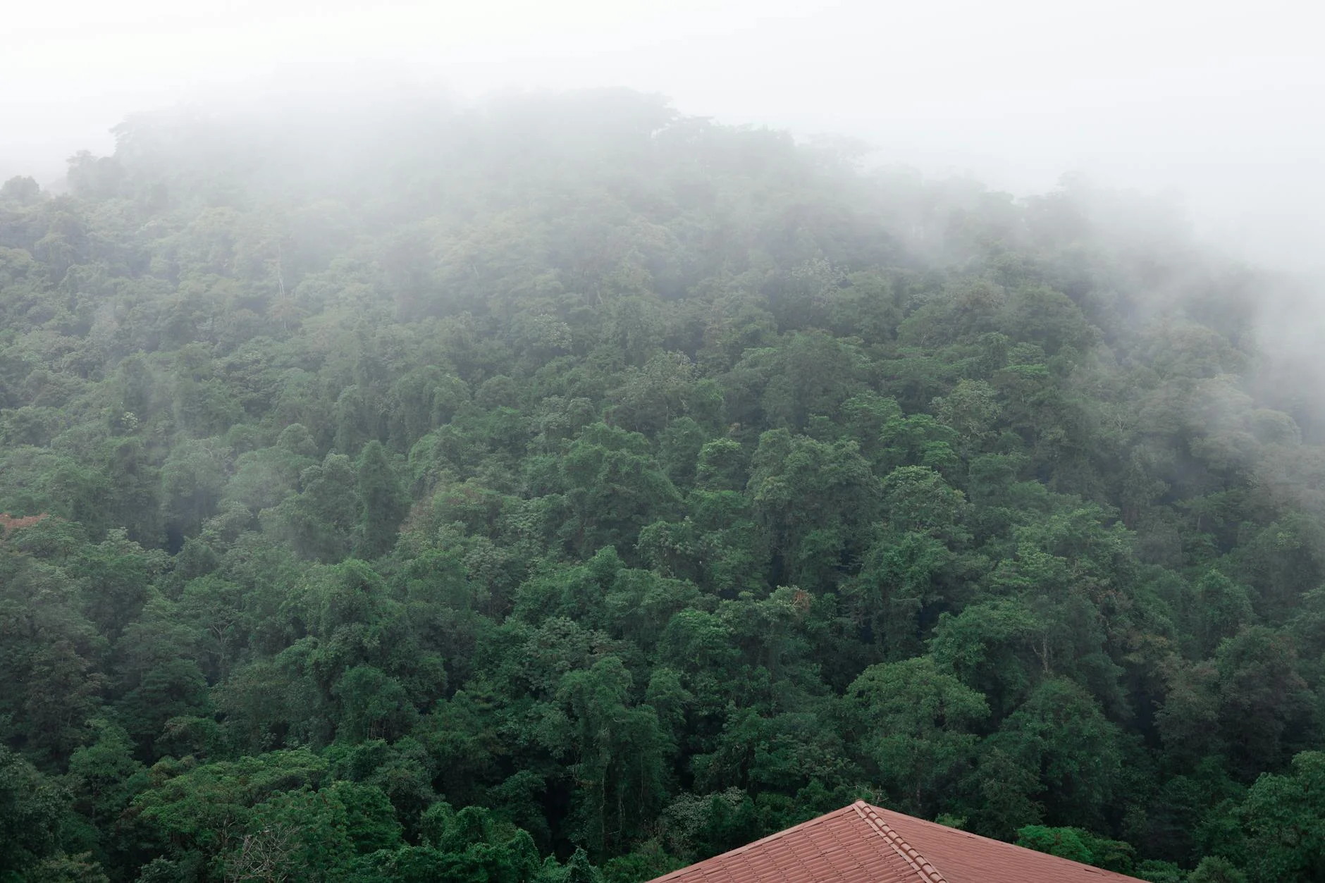 Rain City Humid House Bogor Landscape