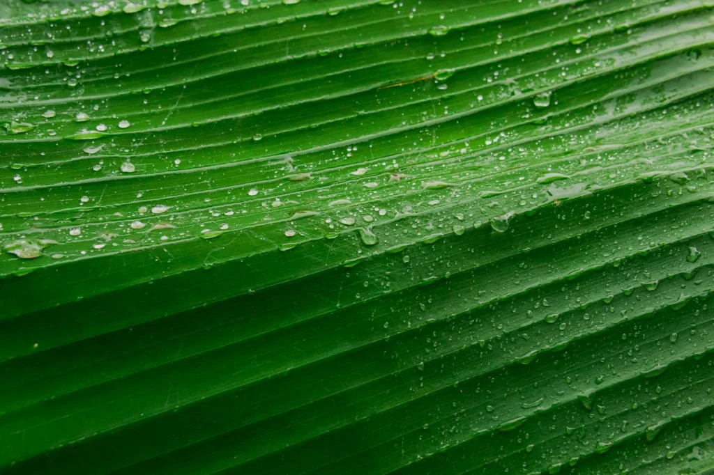 Tropical Rain House Humidity