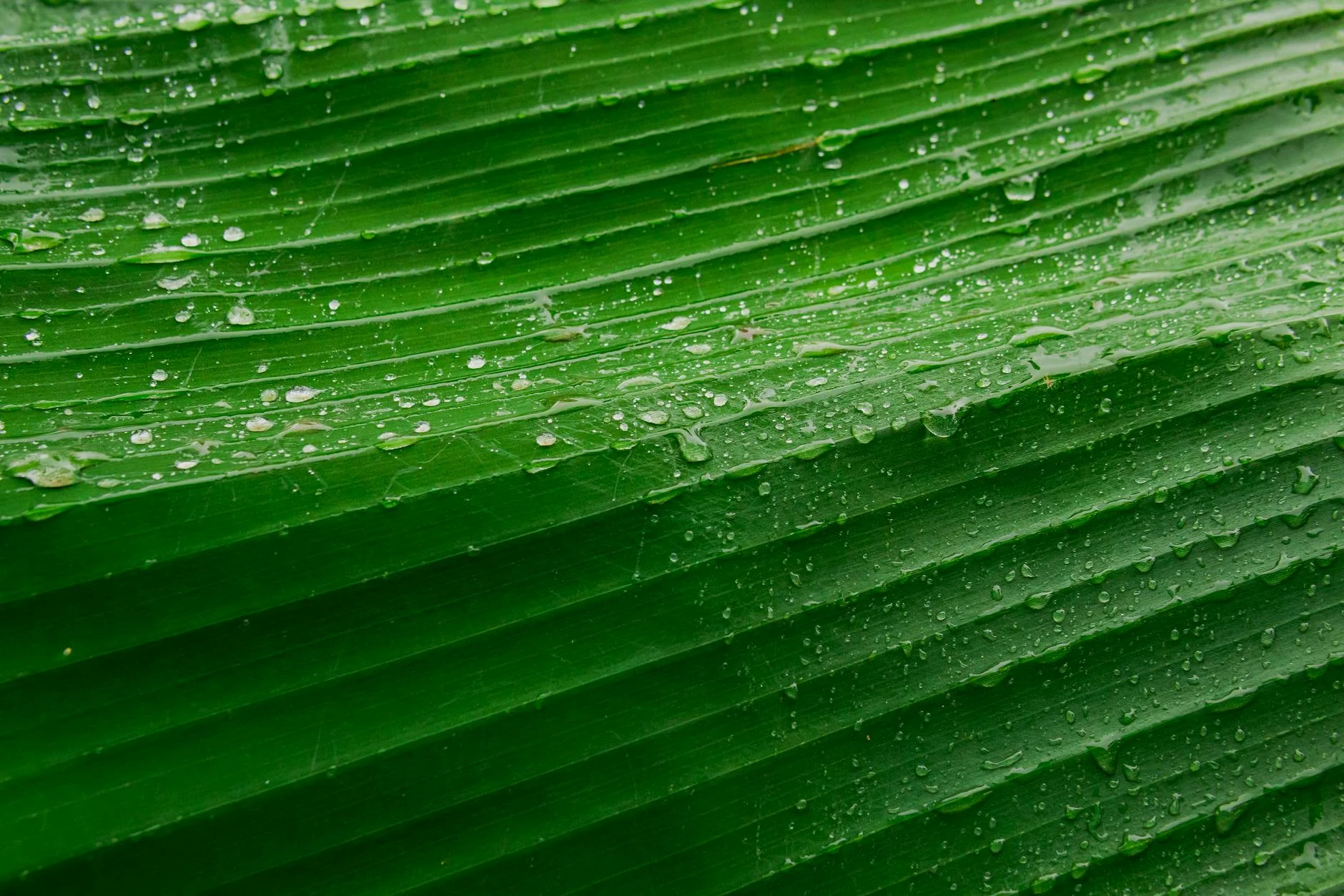 Tropical Rain House Humidity